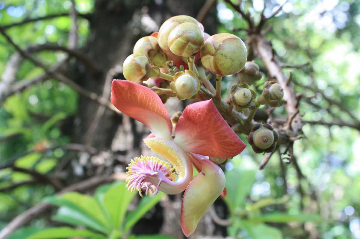 Cannonbal Trees found in Seychelles