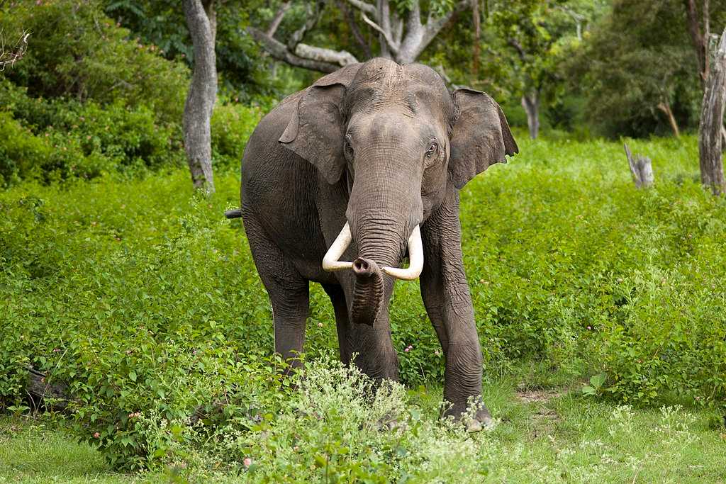 Elephant Sanctuaries in India