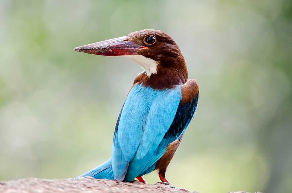 Bird spotted at Hesaraghatta