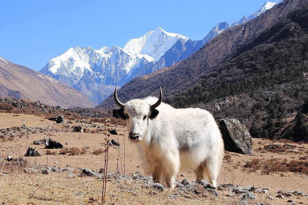 Langtang National Park