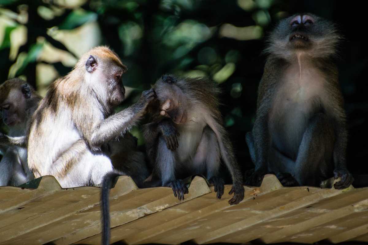 Monkeys at Bukit Timah Nature Reserve