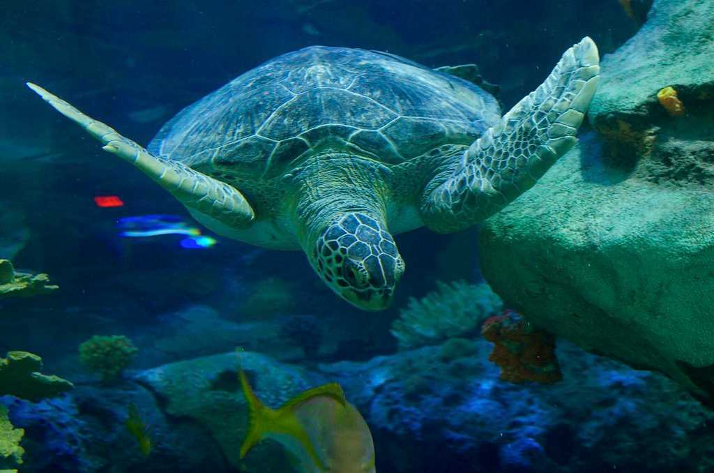 Turtles at Kelly Tarlton's Sea Life Aquarium