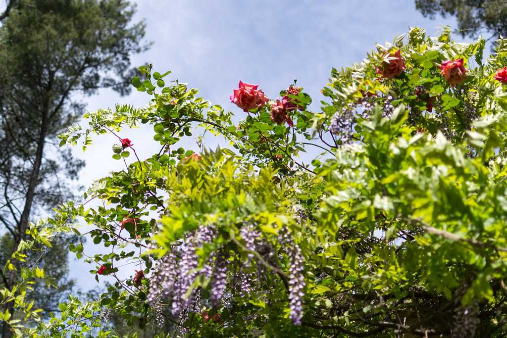 Flowers at the Parc del Laberint d’Horta