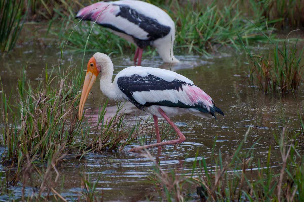 Yala National Park, Sri Lanka in November