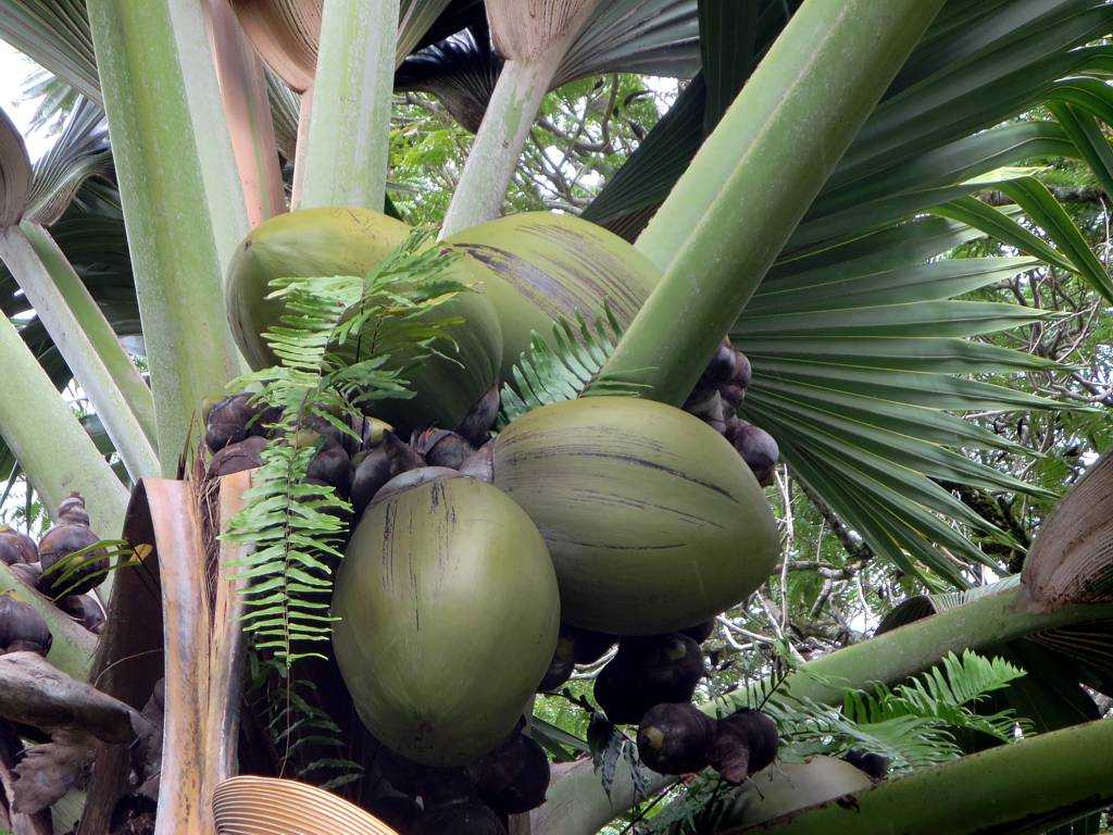 Coco de Mer, Wildlife in Seychelles