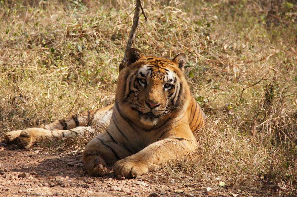 tyavarekoppa lion and tiger safari