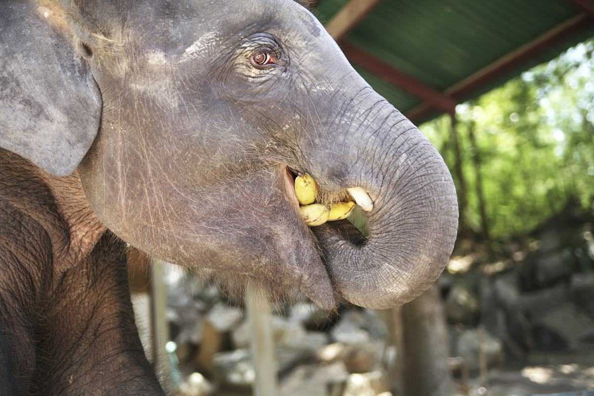 Elephants in Thailand - Ethical Elephant Sanctuaries in Thailand (2024)