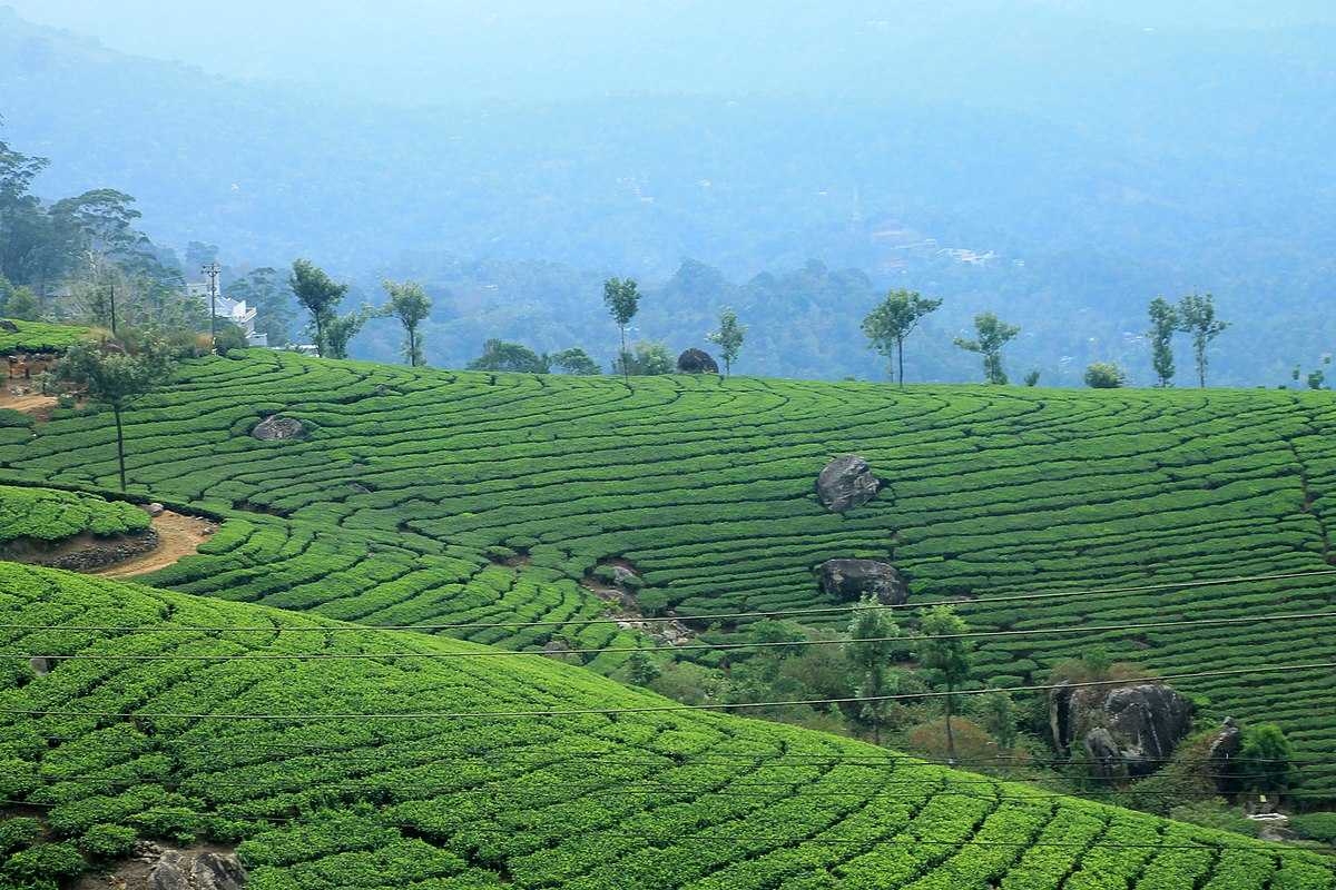 Tea plantations in Munnar