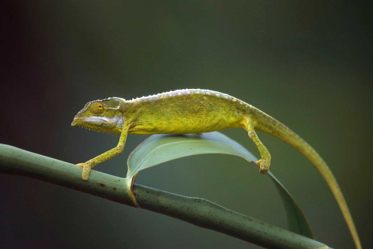 Seychelles tiger chameleon, Wildlife in Seychelles