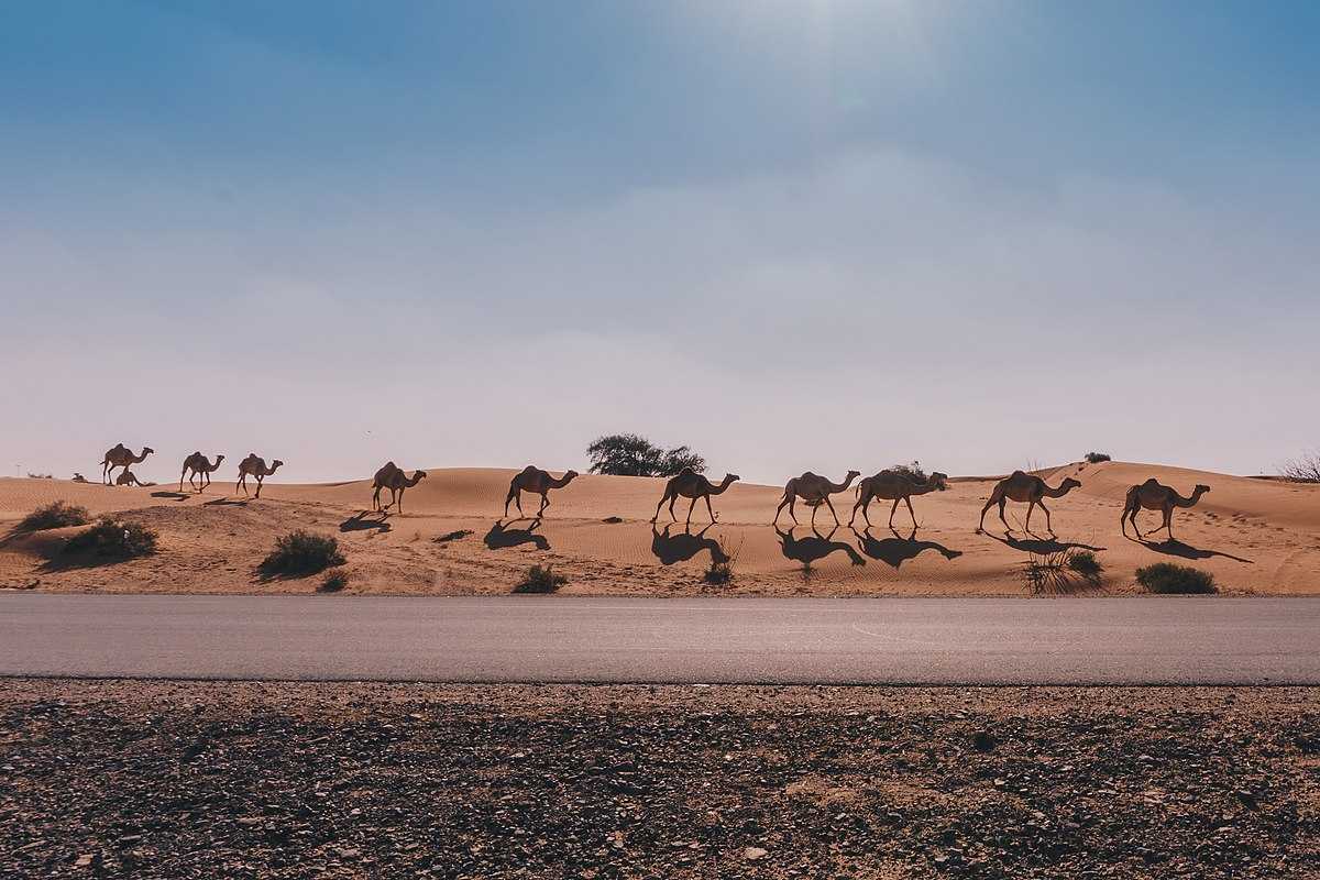 al ain camel safari