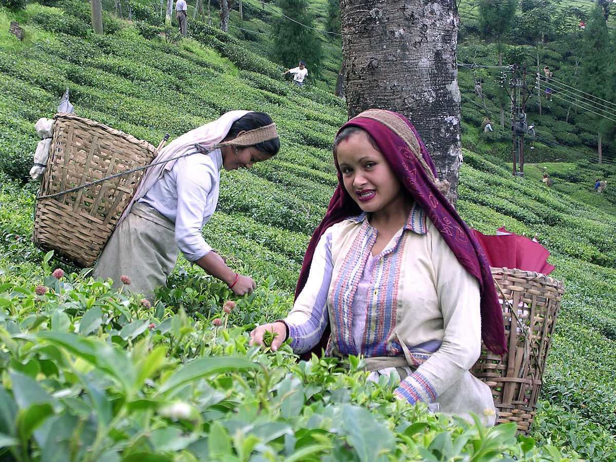 Tea Plantation in Darjeeling
