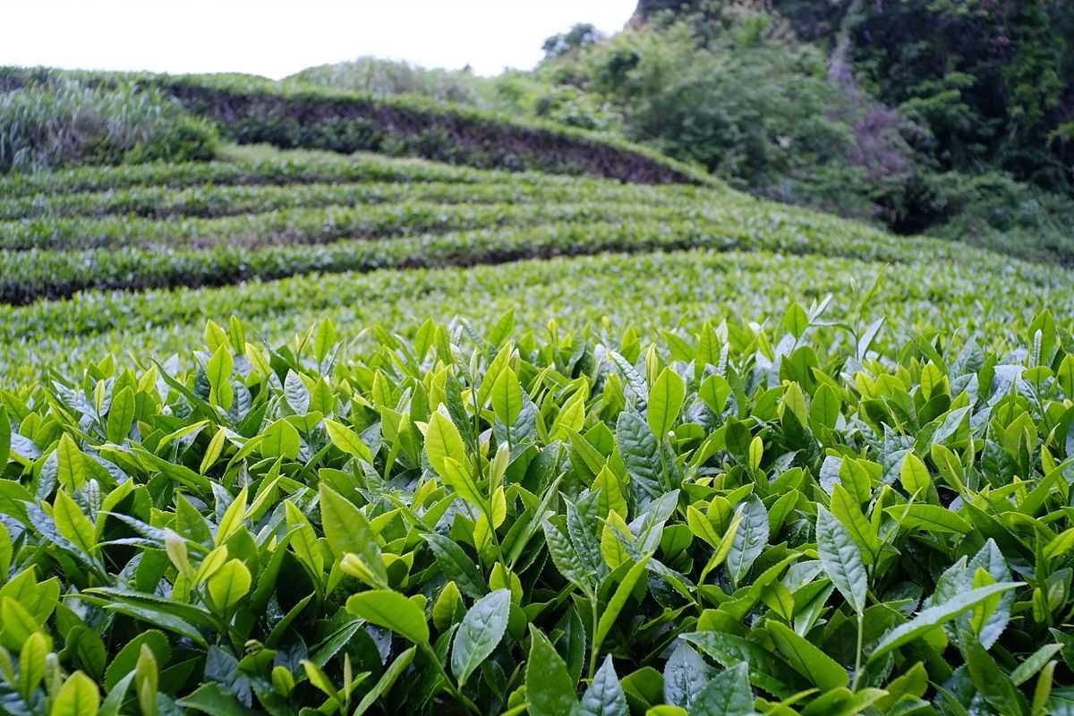 Tea plantations in Tripura