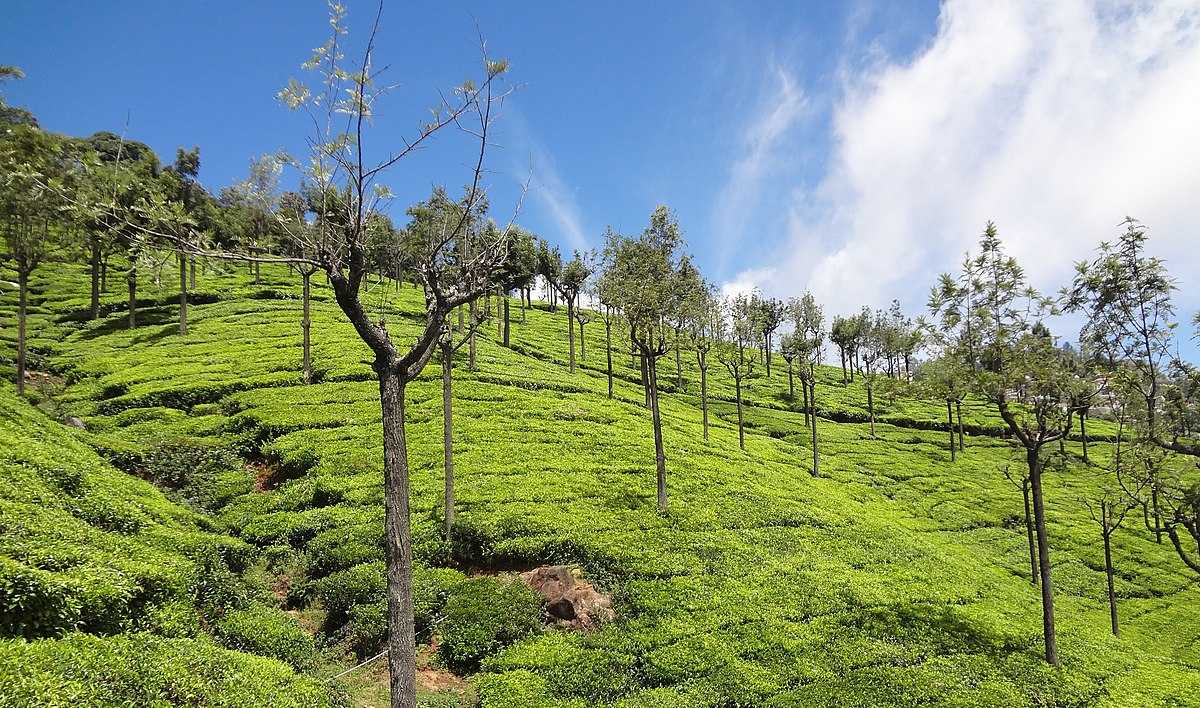 Tea Plantation in Tamil Nadu