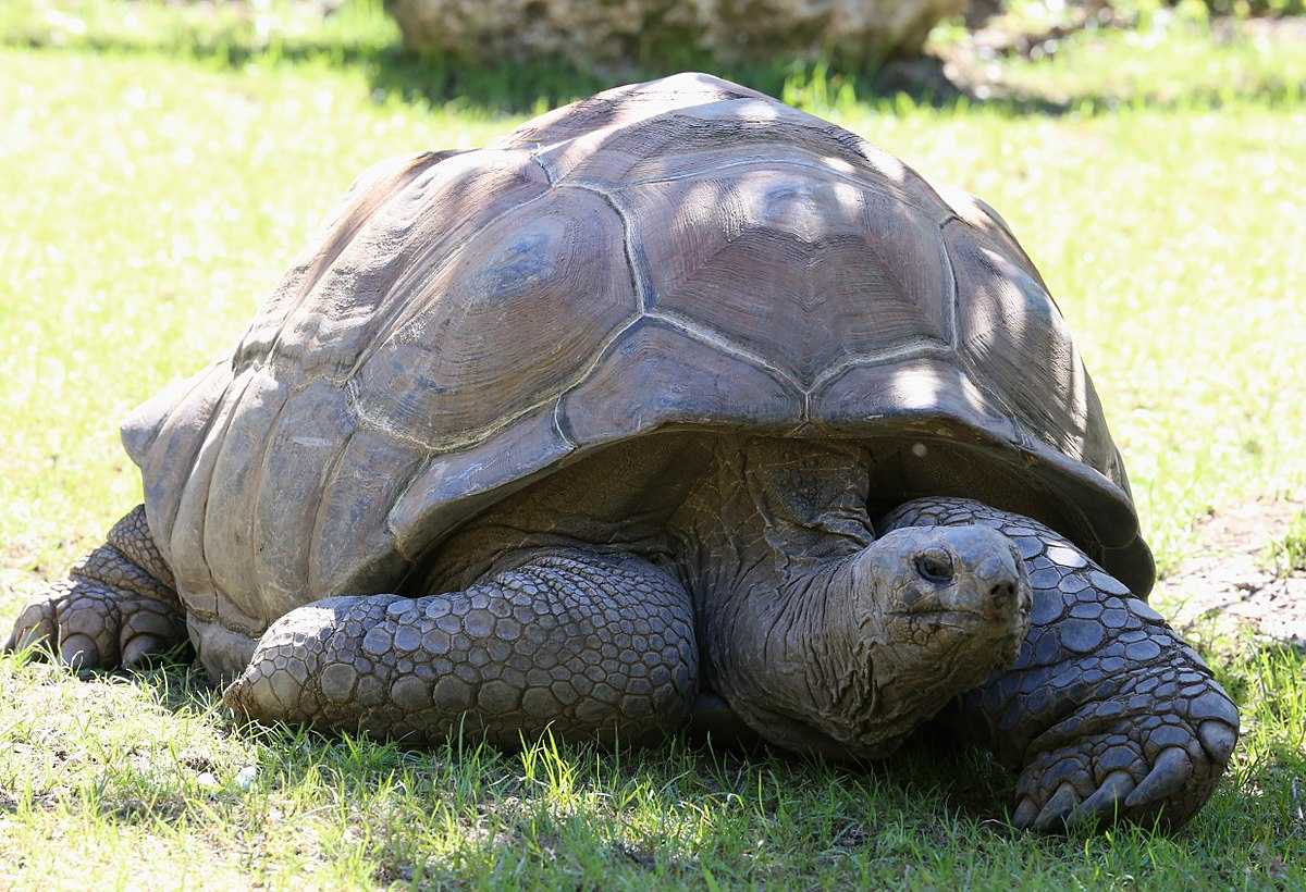 Giant Aldabra Tortoise at Bird Island Seychelles