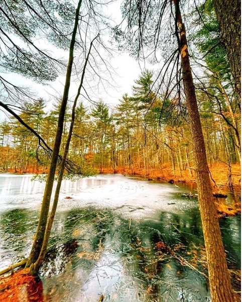 forest trips near boston