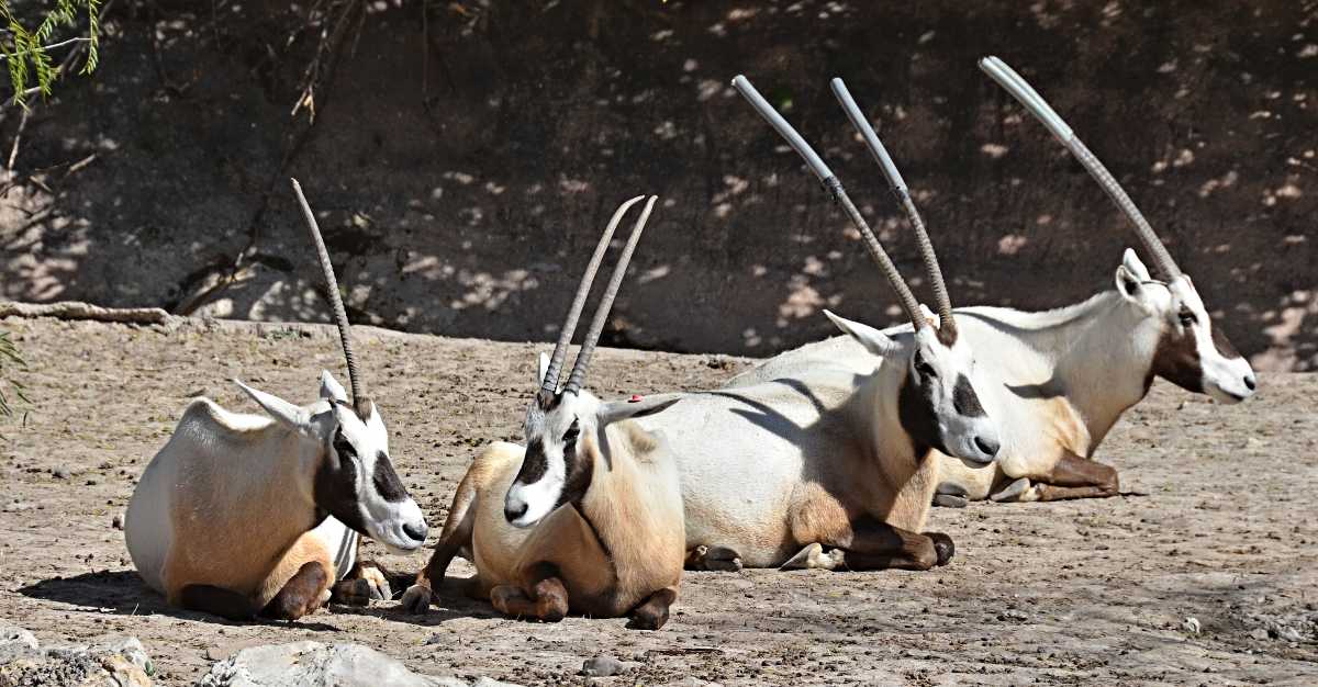 gazelles at the arabian wildlife centre