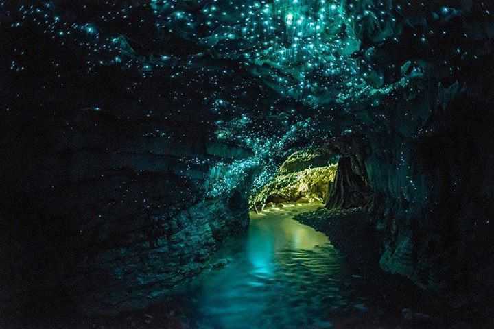 Glowworms in Waitomo Caves