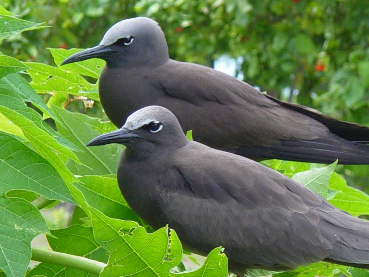 Sooty terns, Wildlife in Seychelles