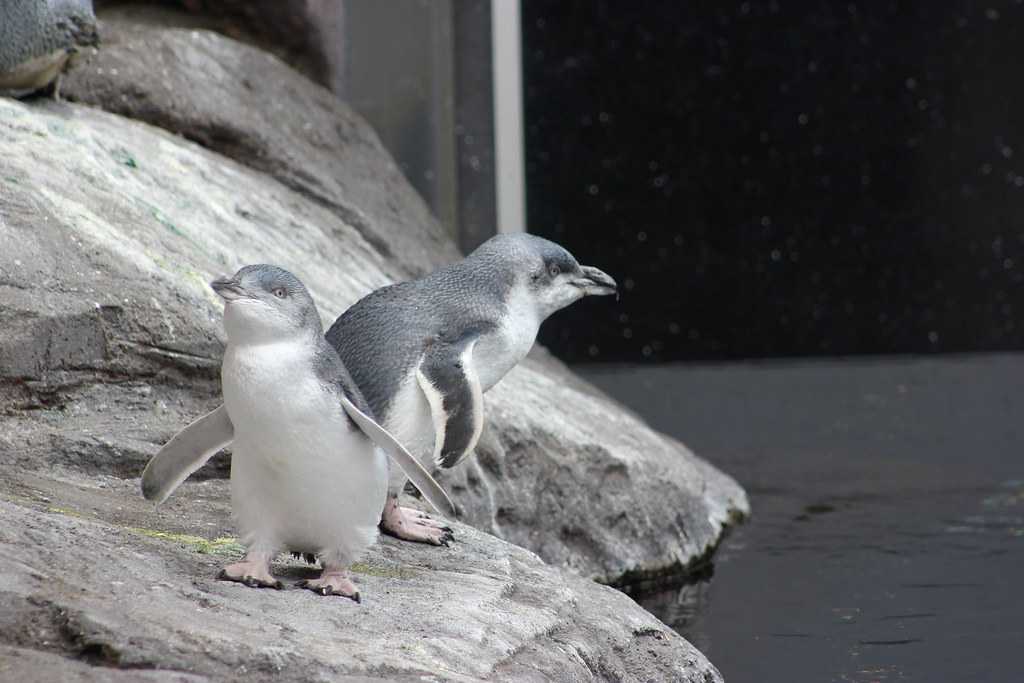 Little Blue Penguins at IAC