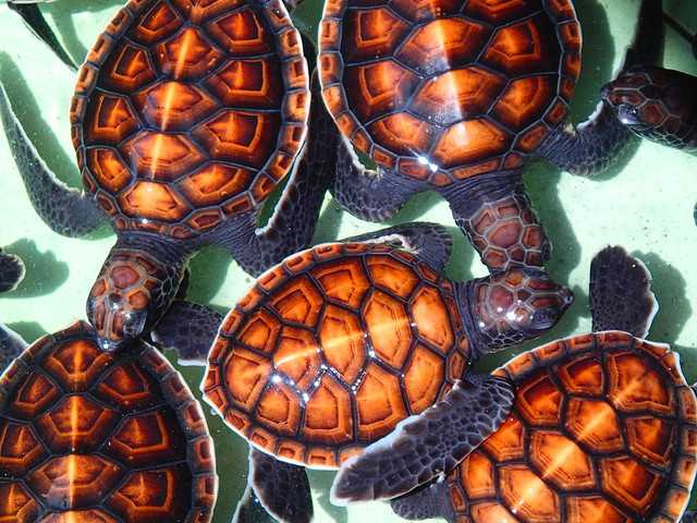 Sea Turtles in Gili Menok