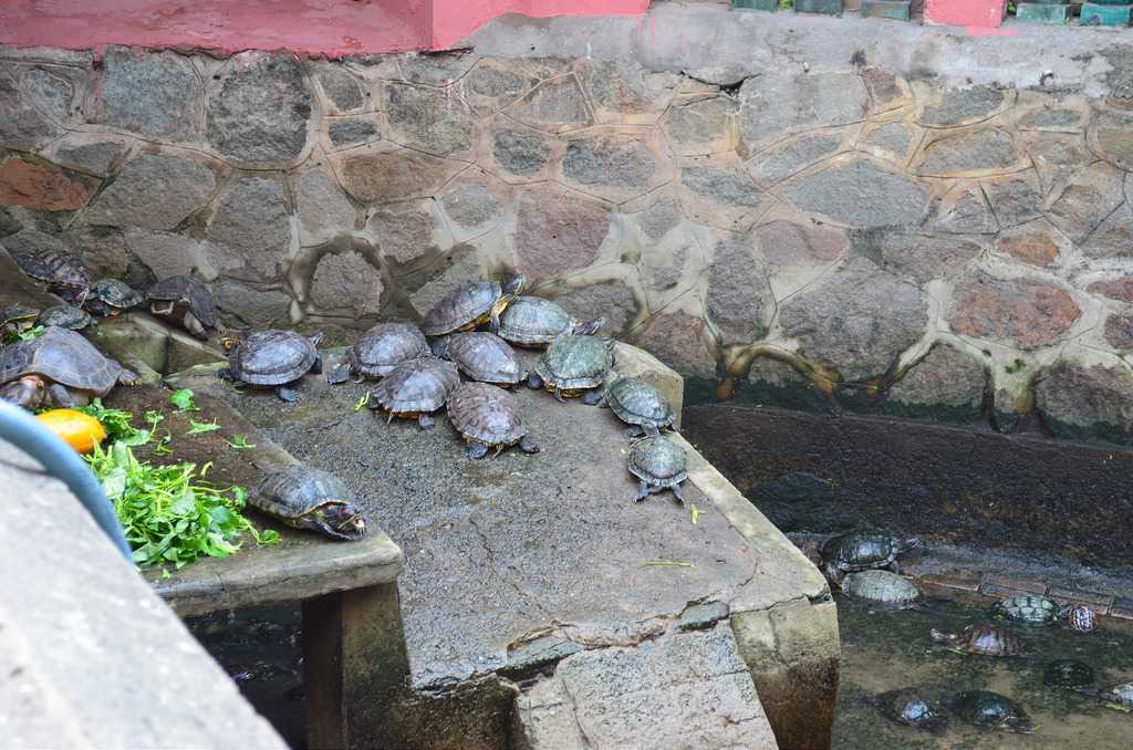 Turtles at Jade Emperor Pagoda