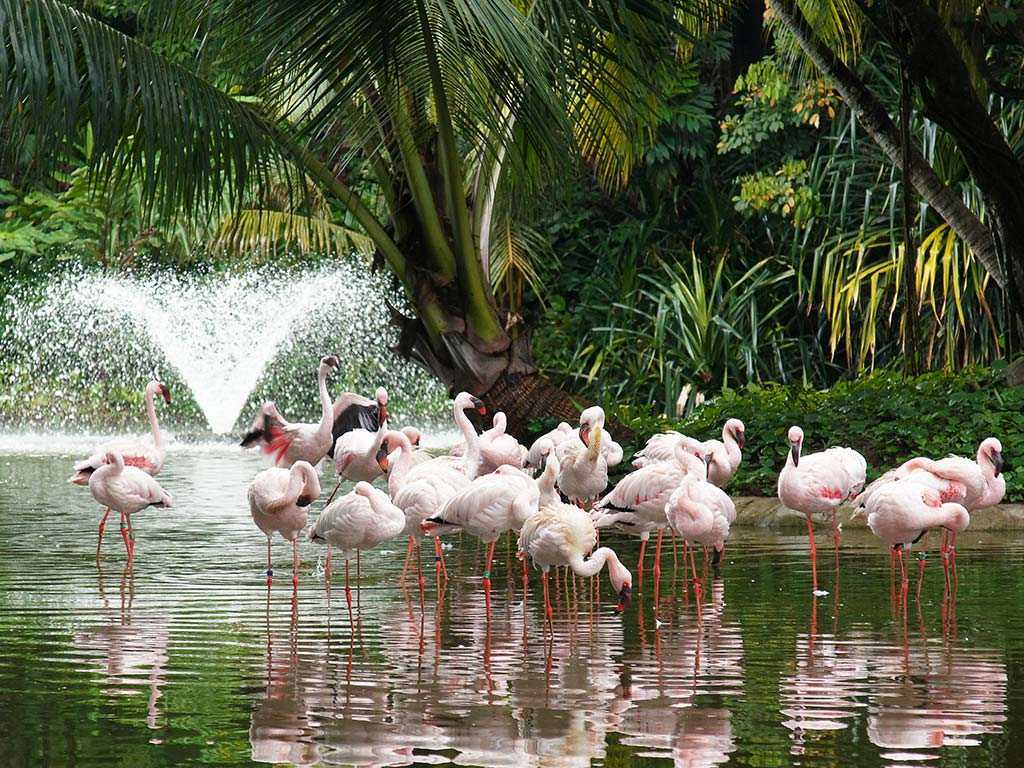 Flamingo at Jurong Bird Park