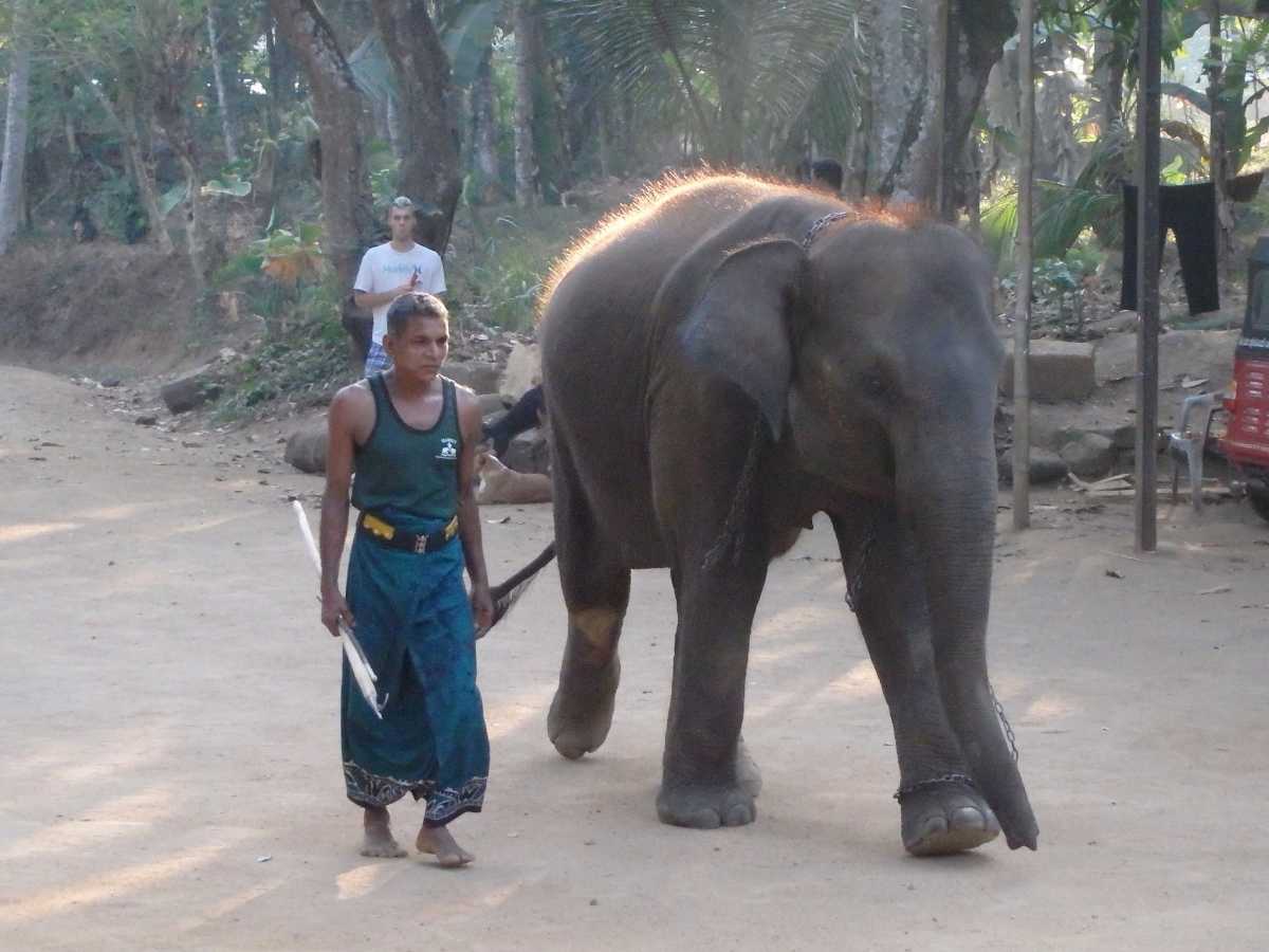 Millennium Elephant Foundation, Elephants in Sri Lanka