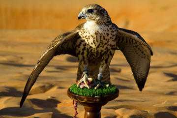 National bird of the United Arab Emirates