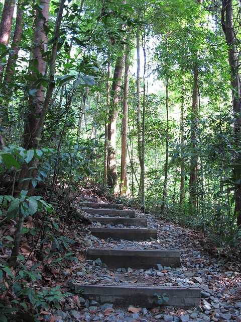 Bukit Timah Nature Reserve