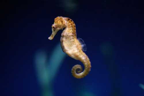 Seahorses are a common site while diving