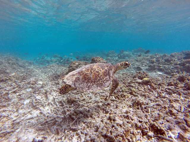 Snorkelling at Gili Meno Island