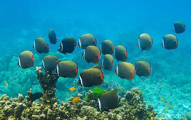 Koh Racha Corals