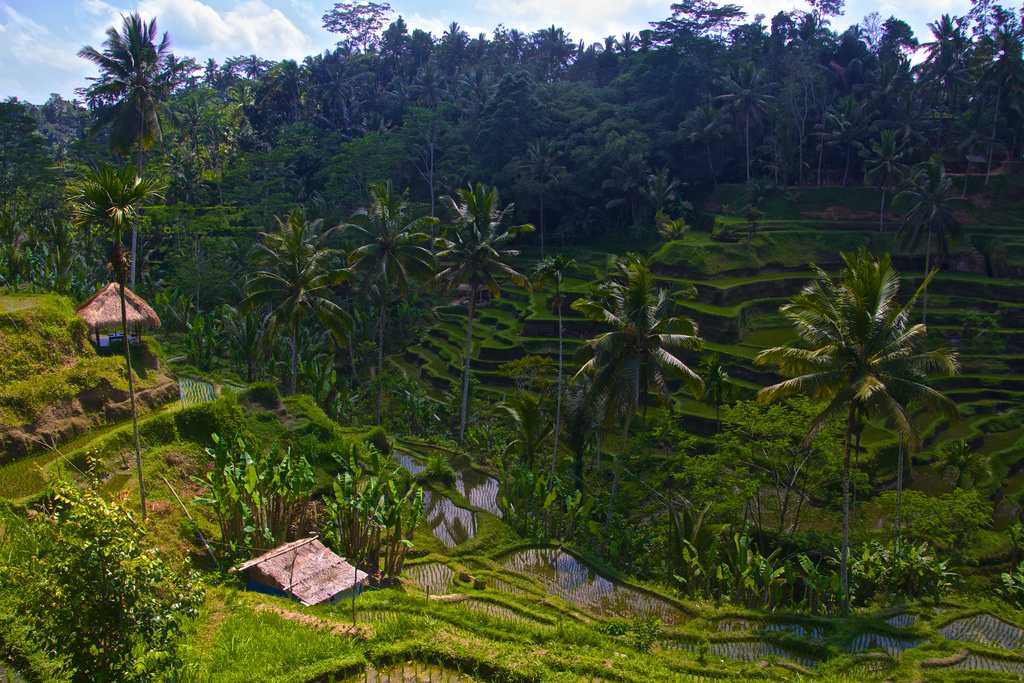 Tegalalang Rice Terraces Ubud Bali