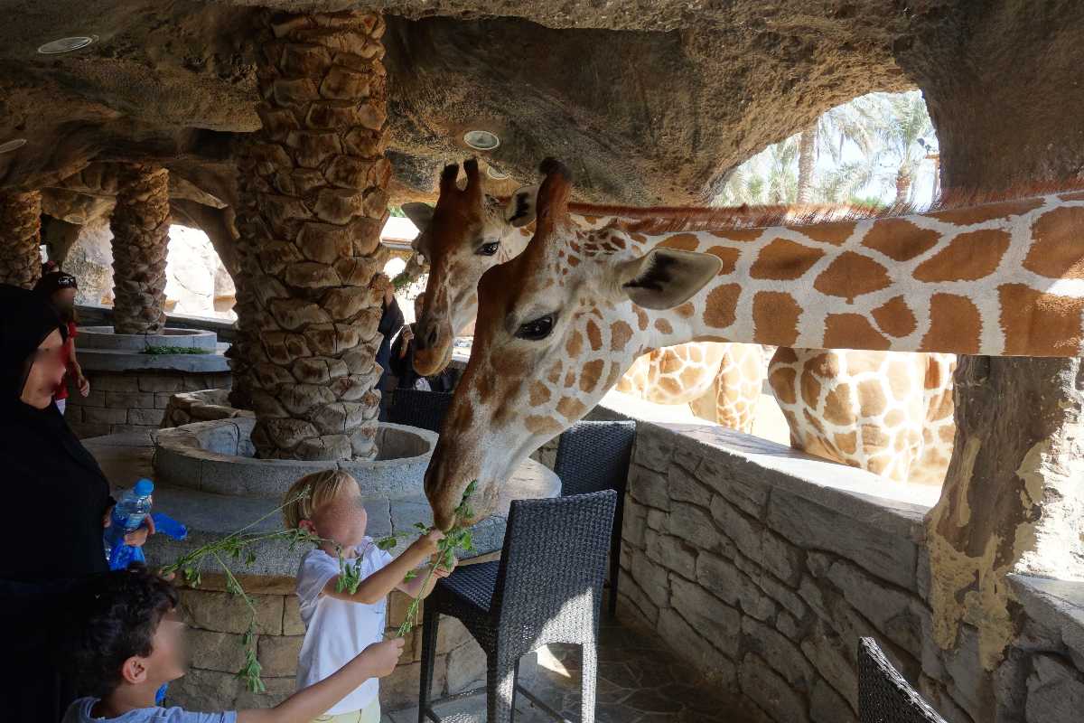 Feeding the giraffes at Giraffe Park, Emirates Park Zoo