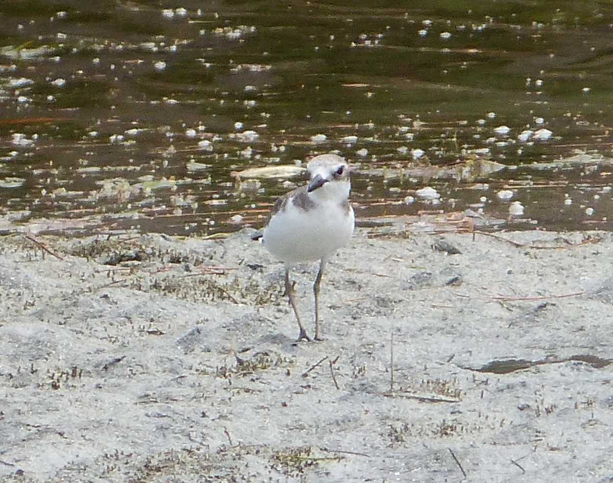 Rivulet Terre Rouge Estuary Bird Sanctuary