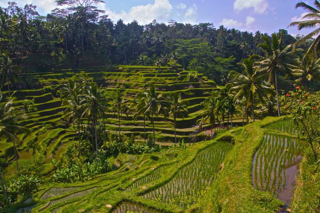 tegalalang rice terrace, Bali