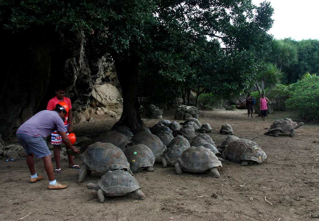 Giant tortoises in François Leguat reserve