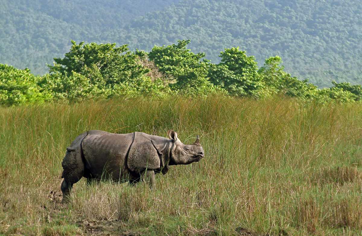 Chitwan National Park