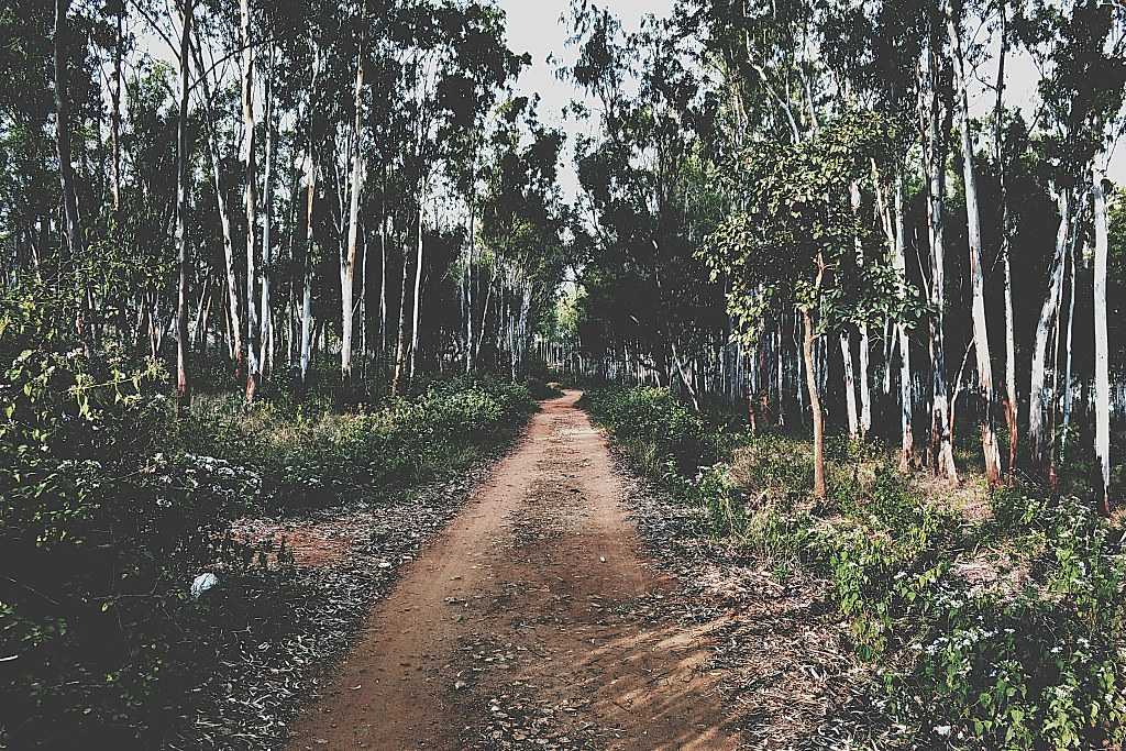 Cycling in the Forest