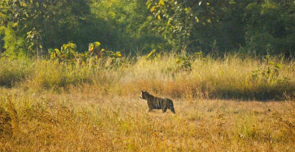 Winter in Tadoba National Park