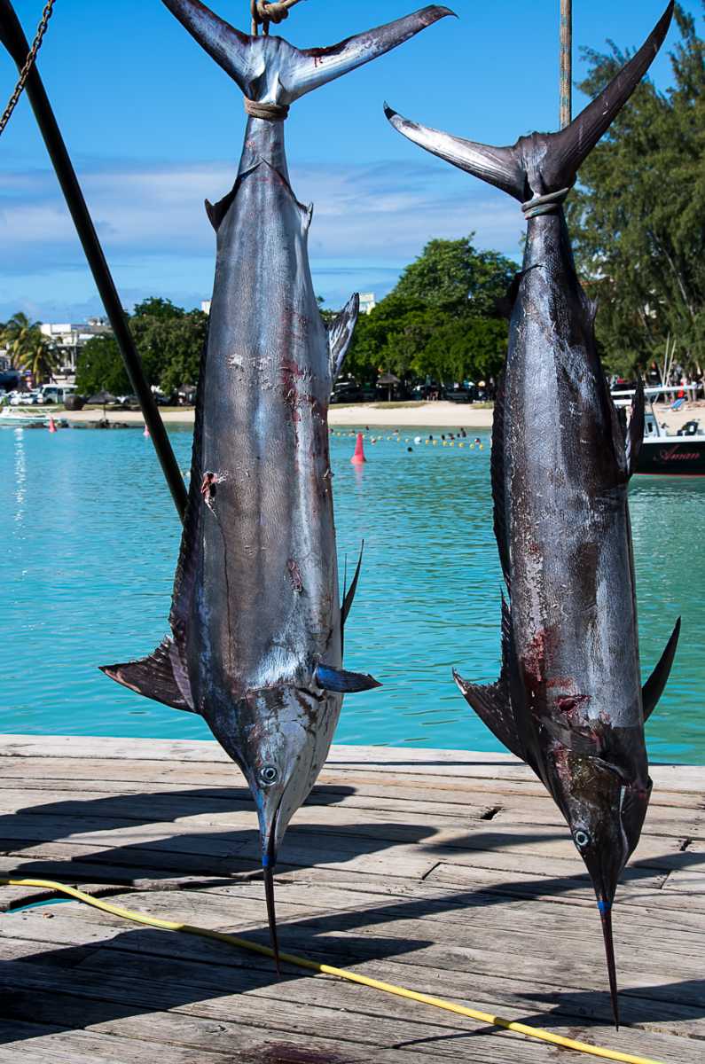 Marlin fish, Wildlife in Seychelles