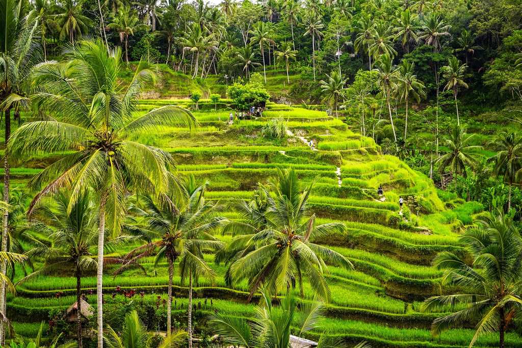 Honeymoon in Bali, Tegalalang Rice Fields