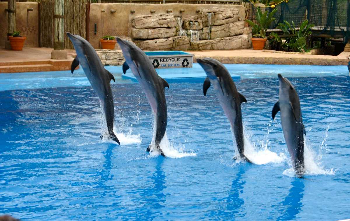 Dubai Dolphinarium