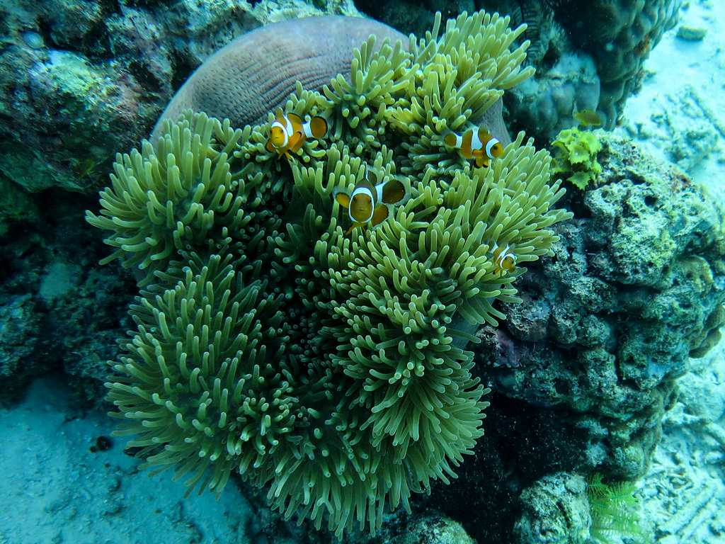 Mataking Island, Diving in Sabah