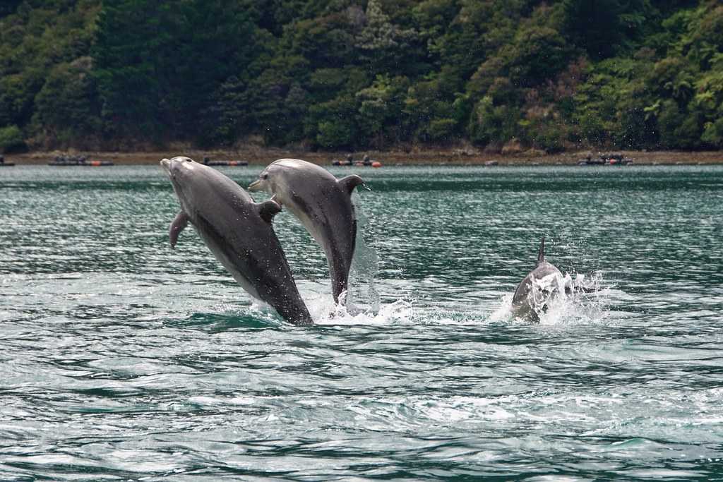 Dolphins in India: 15 Best Places for Dolphin Watching in 2023