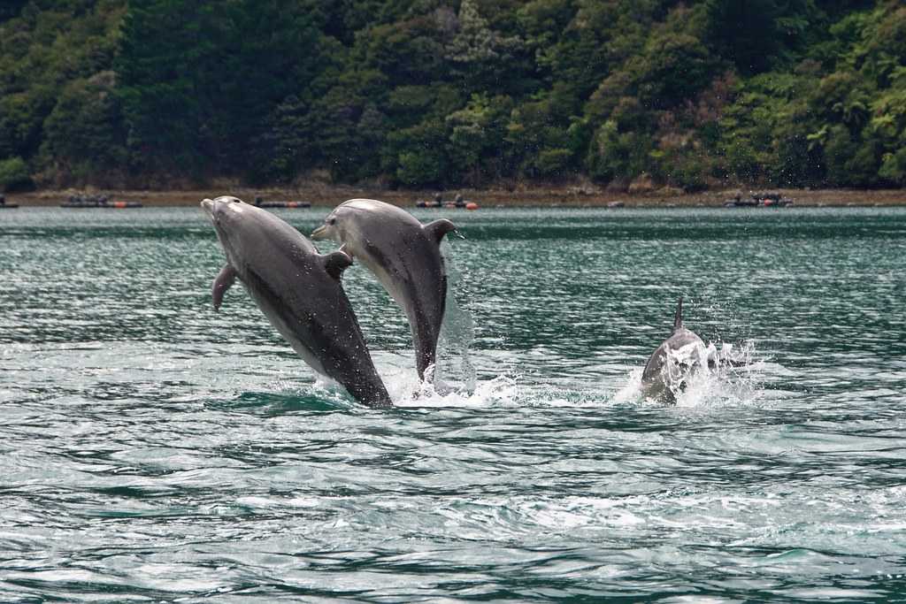 Diu dolphins Diu dolphins