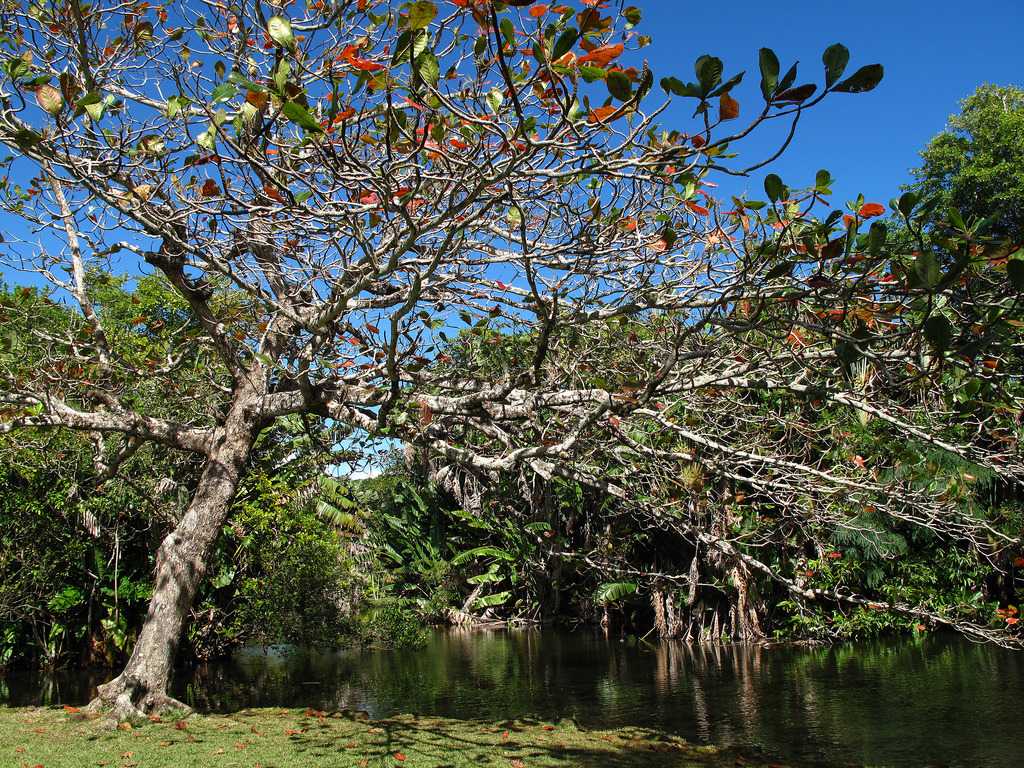 Sir Seewoosagur Ramgoolam Botanical Garden