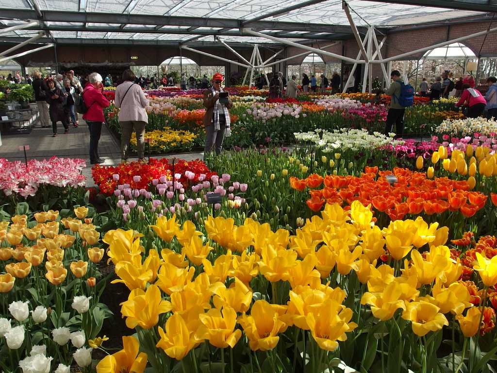 Flower show at Willem-Alexander Pavilion at Keukenhof