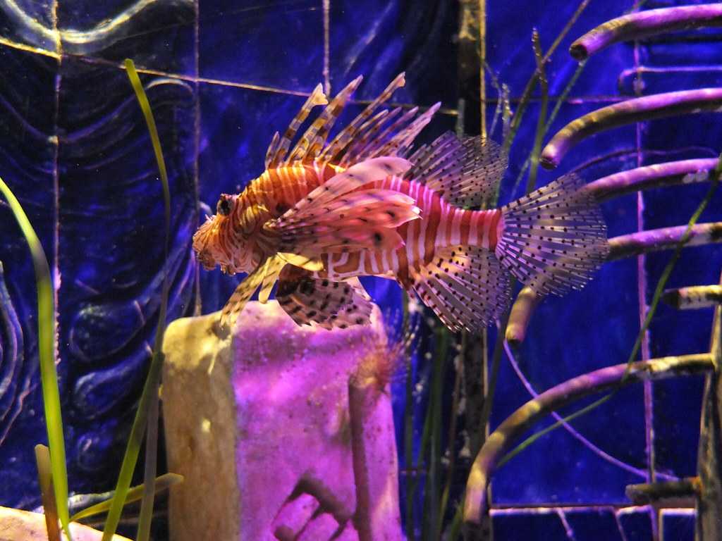 Lion Fish at The Lost Chambers Aquarium