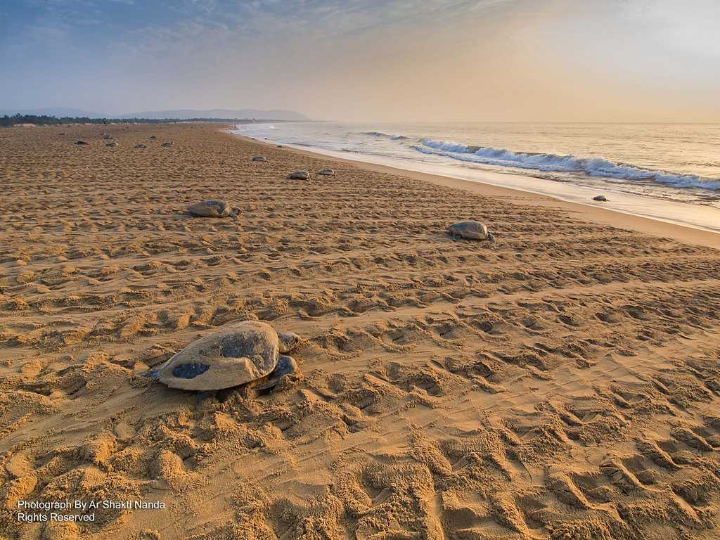 Olive Ridley Turtles at Rushikulya Beach